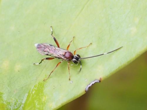 Crytea erythraea